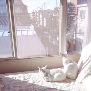 性一交一乱一优A片
