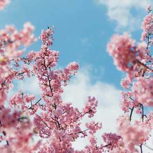 性一交一乱一优A片
